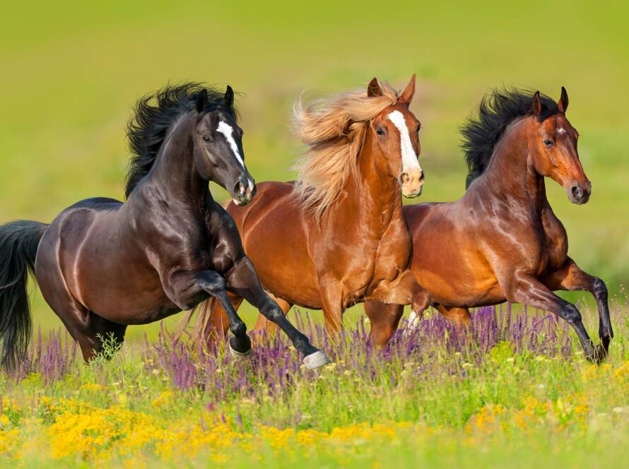 Horses Selection