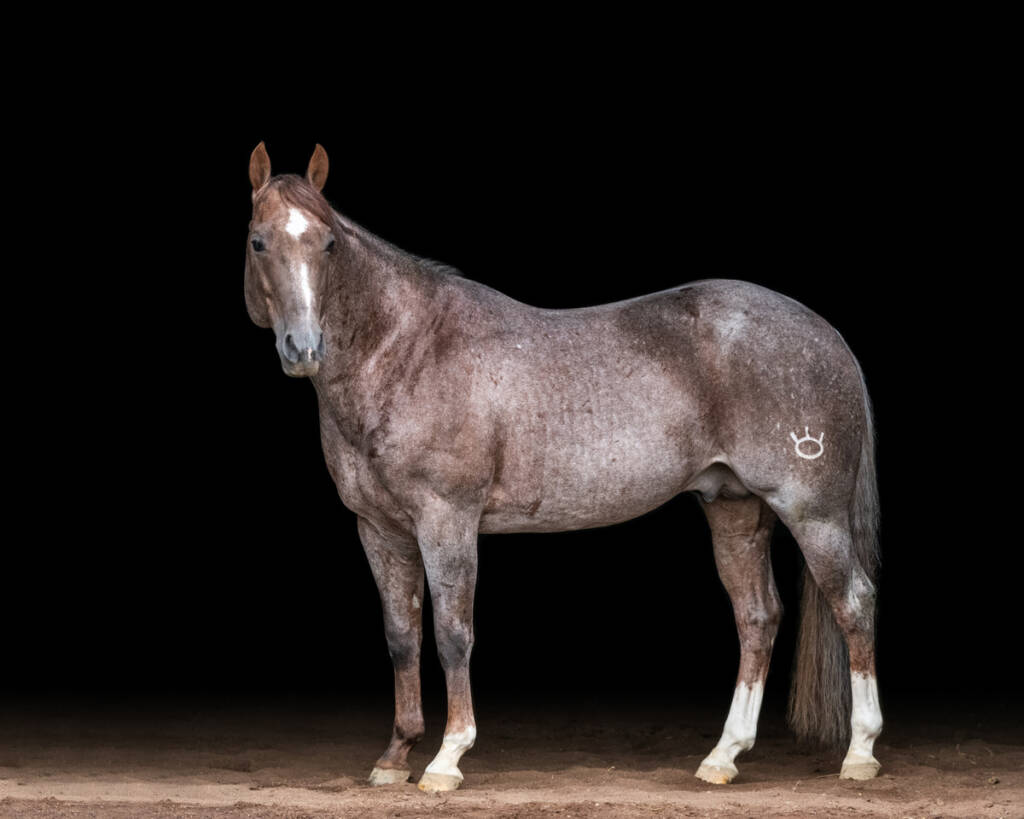 APOLLO CREED - SDP Buffalo Ranch