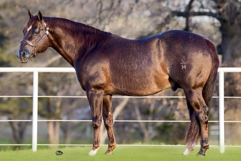 CATS MOONSHINE - SDP Buffalo Ranch