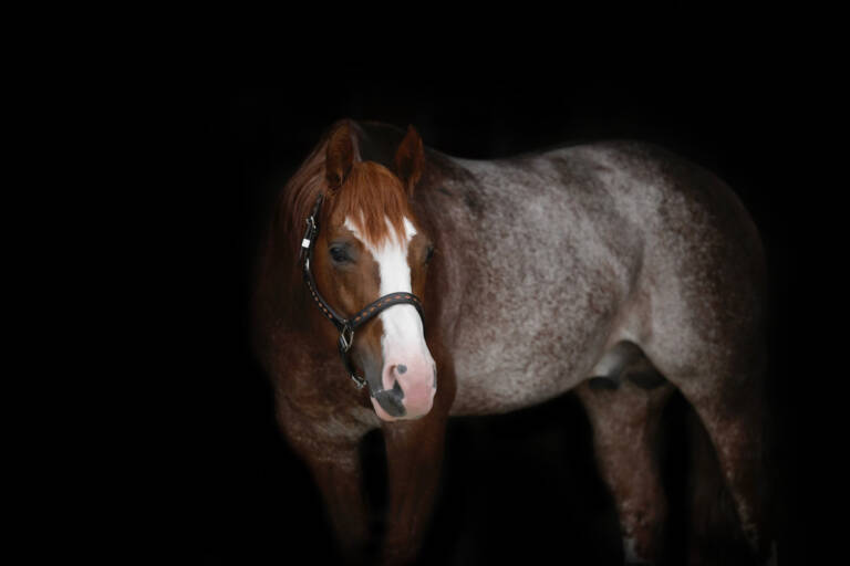 SHOOGA REY LEONARD08