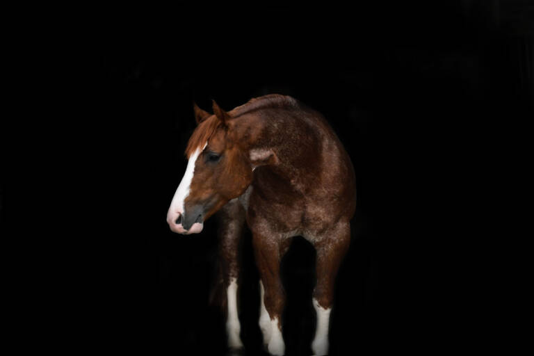 SHOOGA REY LEONARD09