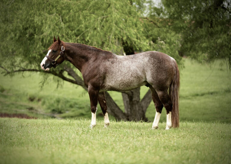 SHOOGA REY LEONARD12