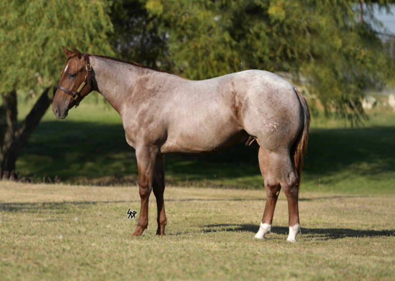 2023 - SDP Balboa - Colt (Stevie Rey Von x Swing Thru The Drive)