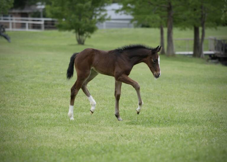 2025 SDP Flashy Rebel x Spots Hottist - Colt 1