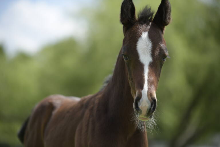 2025 SDP Flashy Rebel x Spots Hottist - Colt 2