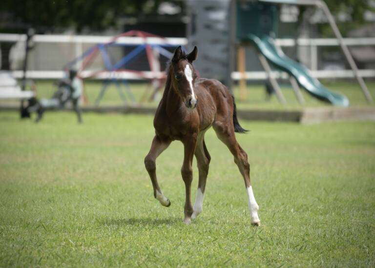 2025 SDP Flashy Rebel x Spots Hottist - Colt 3