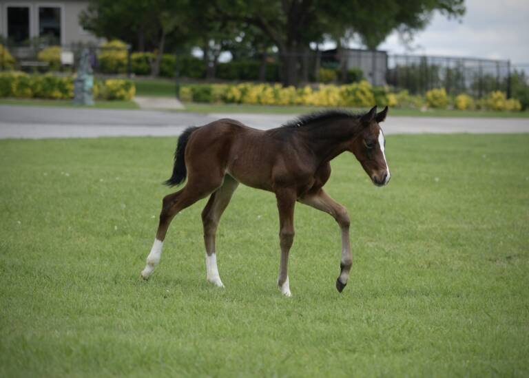 2025 SDP Flashy Rebel x Spots Hottist - Colt 4