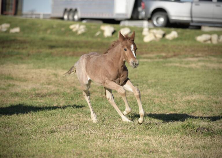 Cha Ching And Change x Boonified 2025 Colt 4