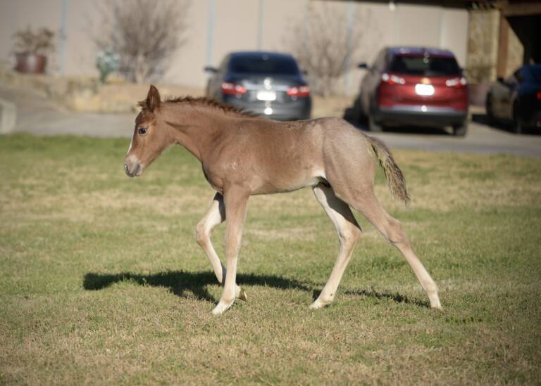 Cha Ching And Change x Boonified 2025 Colt 3