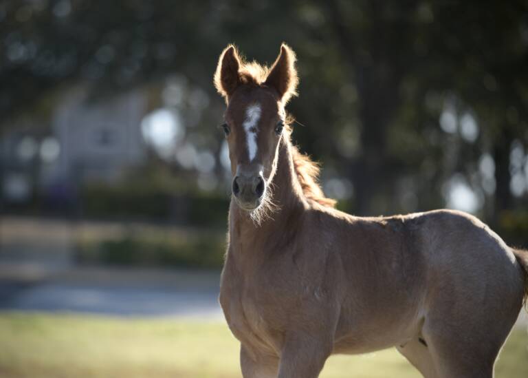 Cha Ching And Change x Boonified 2025 Colt 2