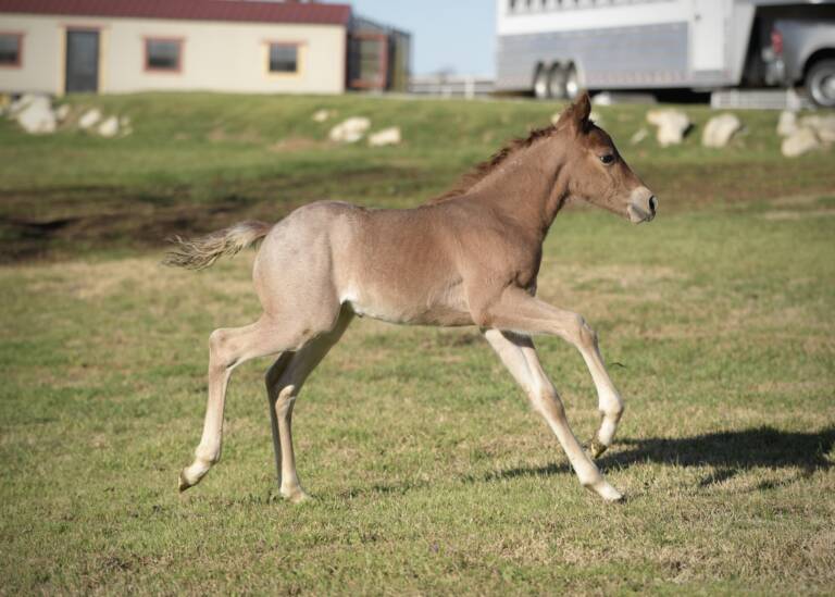 Cha Ching And Change x Boonified 2025 Colt 1