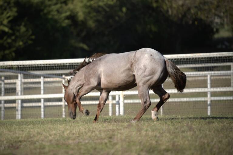 SDP Balboa - Pasture 2
