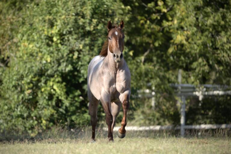 SDP Balboa - Pasture 3