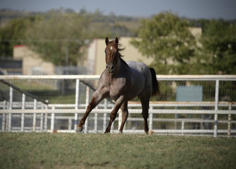 SDP Balboa - Pasture