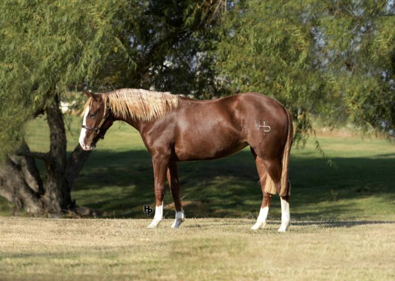 hip #5095 - 7