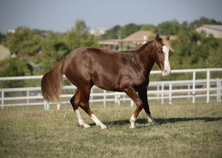 SDP Forget Me Nnot - Pasture 2