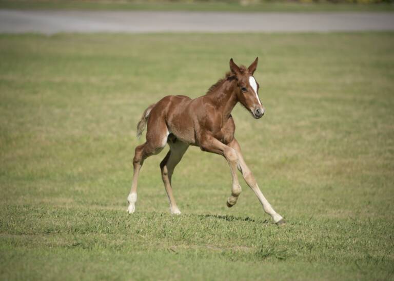 Cha Ching And Change x Dual Rey - 2025 Colt 1