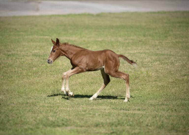 Cha Ching And Change x Dual Rey - 2025 Colt 2