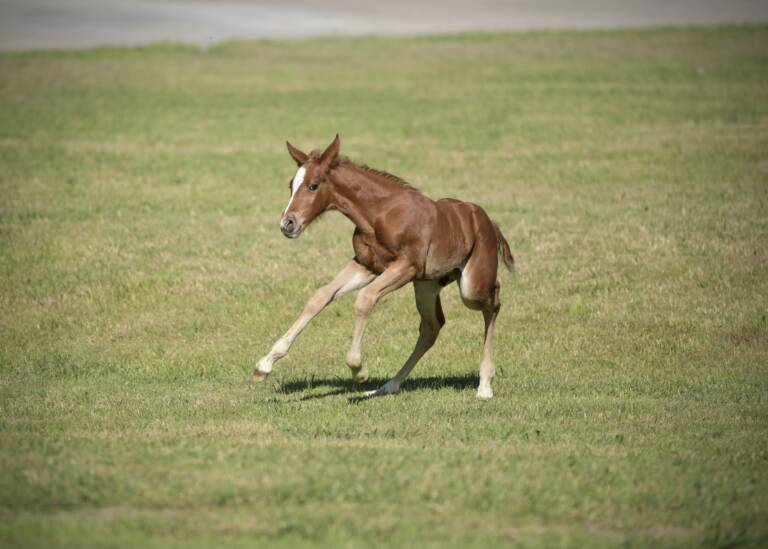 Cha Ching And Change x Dual Rey - 2025 Colt 3