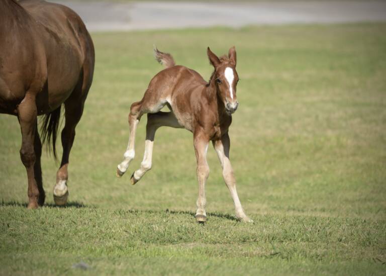 Cha Ching And Change x Dual Rey - 2025 Colt 4