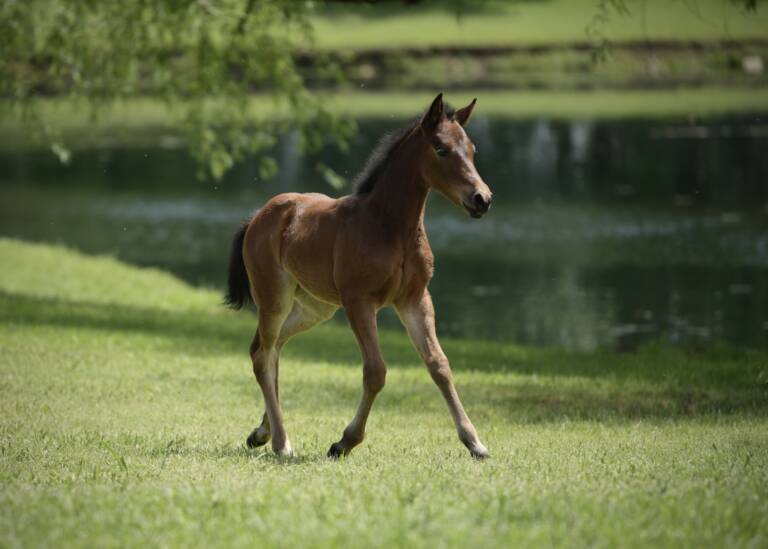 Miss Meow x Spots Hottist - 2025 Filly 1