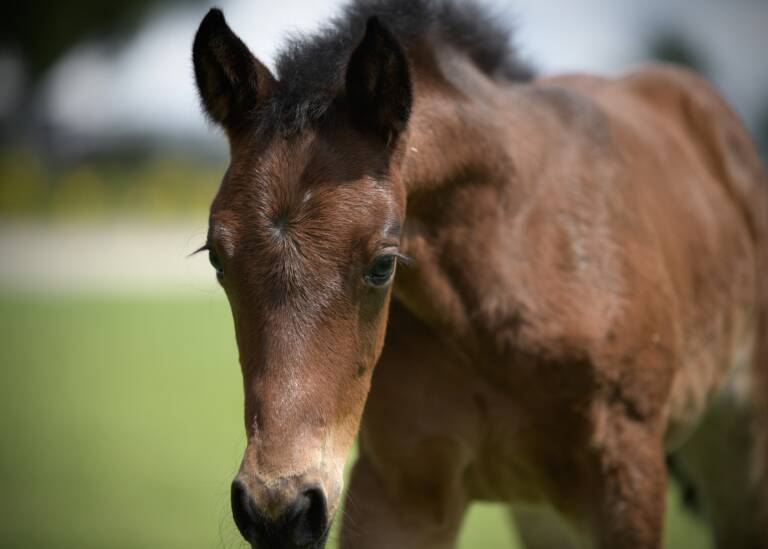 Miss Meow x Spots Hottist - 2025 Filly 2