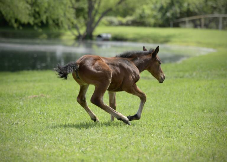 Miss Meow x Spots Hottist - 2025 Filly 3