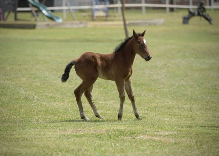 SDP Carpe Diem Baby x Hottist Metal - 2025 Filly 1