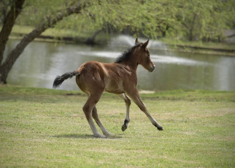 SDP Carpe Diem Baby x Hottist Metal - 2025 Filly 2