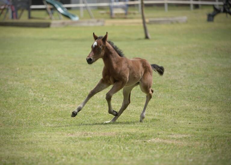 SDP Carpe Diem Baby x Hottist Metal - 2025 Filly 3