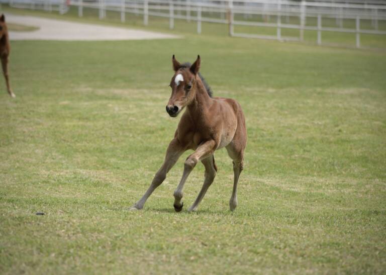 SDP Carpe Diem Baby x Hottist Metal - 2025 Filly 4