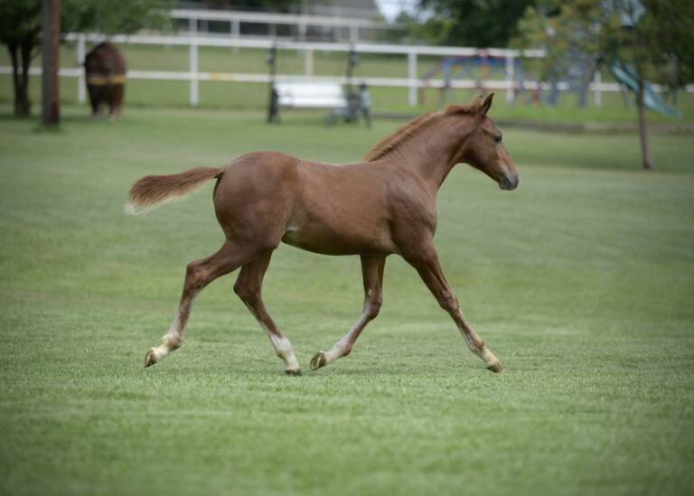 2025 Cha Ching And Change x High Brow Cat - Colt 1