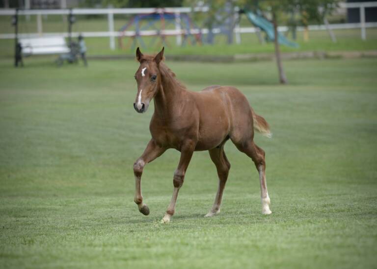2025 Cha Ching And Change x High Brow Cat - Colt 2