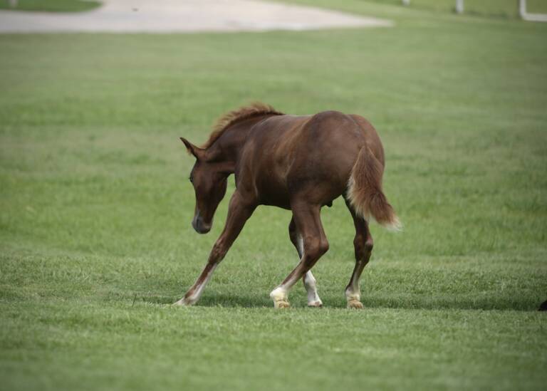 2025 Cha Ching And Change x High Brow Cat - Colt 3