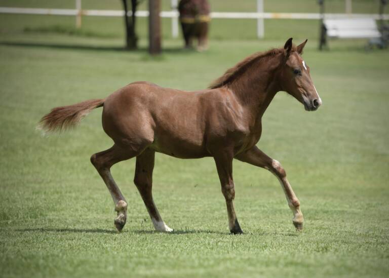2025 Cha Ching And Change x High Brow Cat - Colt 4