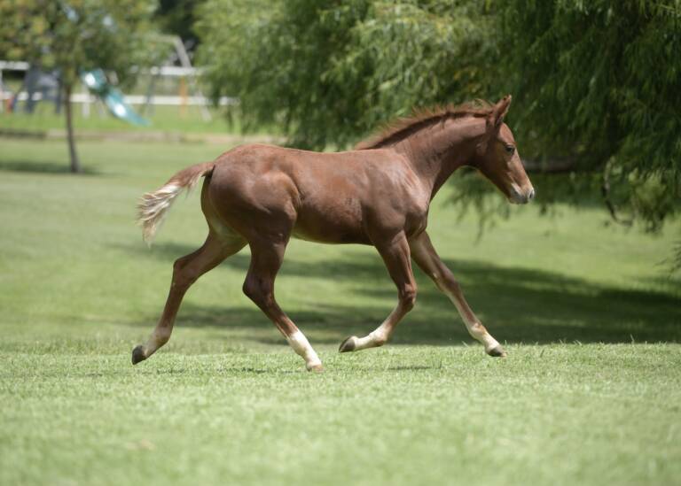 2025 Miss Meow x Spots Hottist - Colt 1