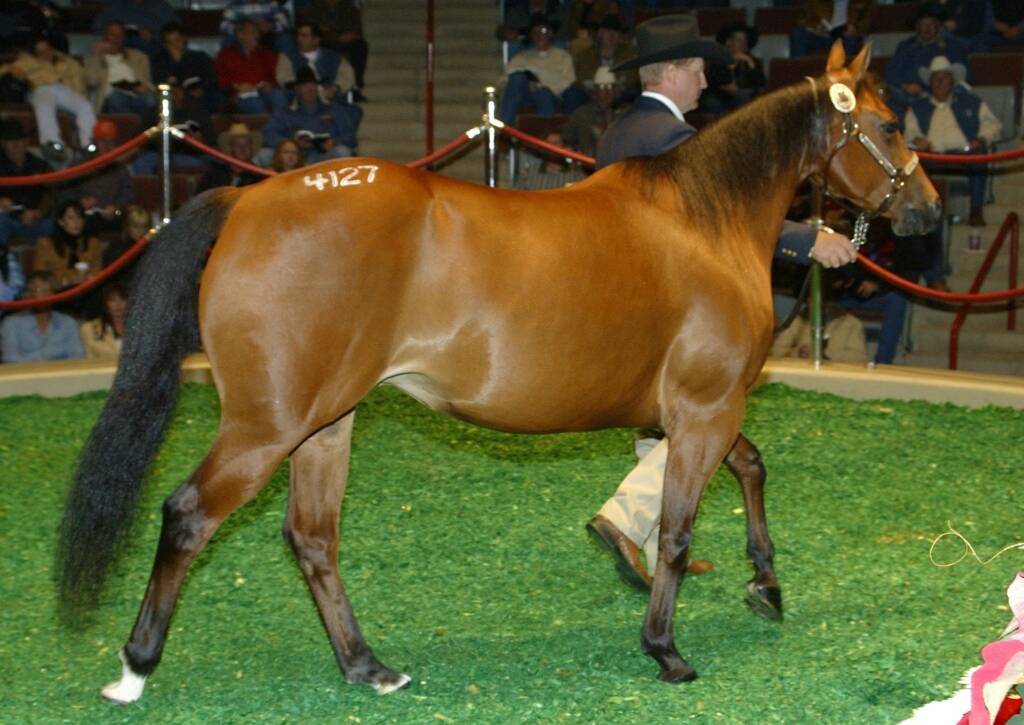 Opportunity, Luck, and One Heck of a Horse Sale