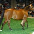 Opportunity, Luck, and One Heck of a Horse Sale