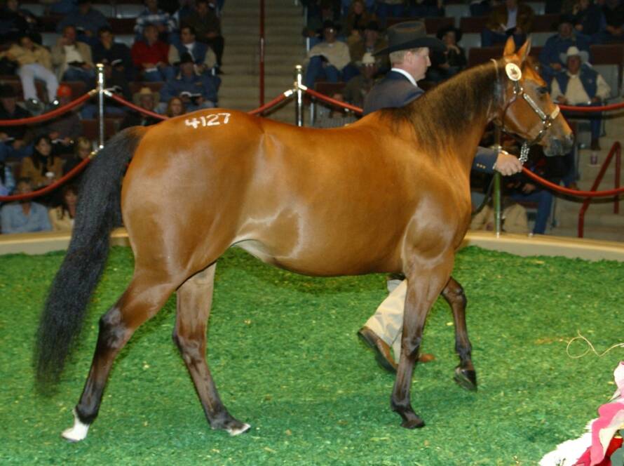 Opportunity, Luck, and One Heck of a Horse Sale