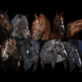 Don’t Be a Follower: A Thought on Stallion Strategy and Industry Growth