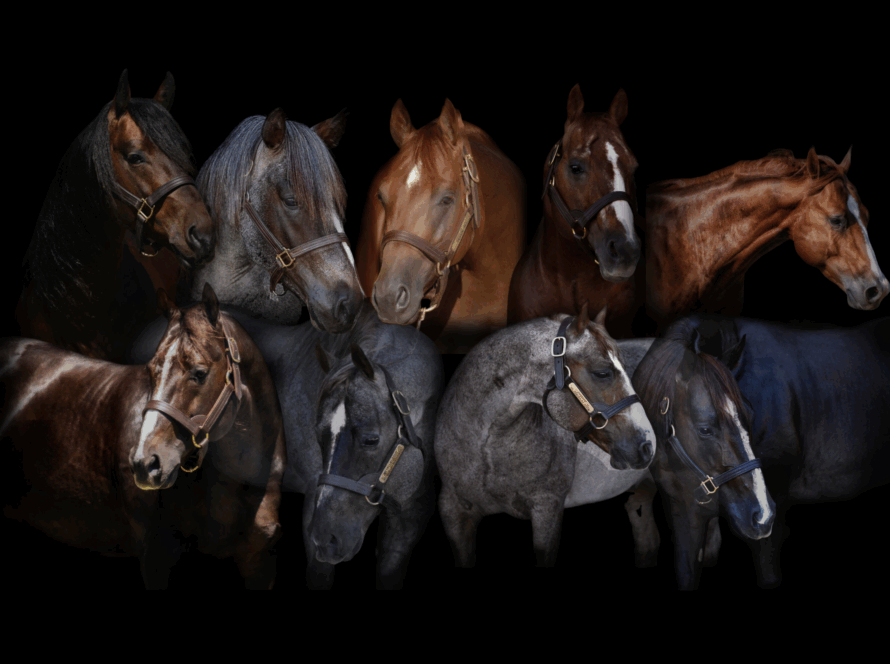 Don’t Be a Follower: A Thought on Stallion Strategy and Industry Growth